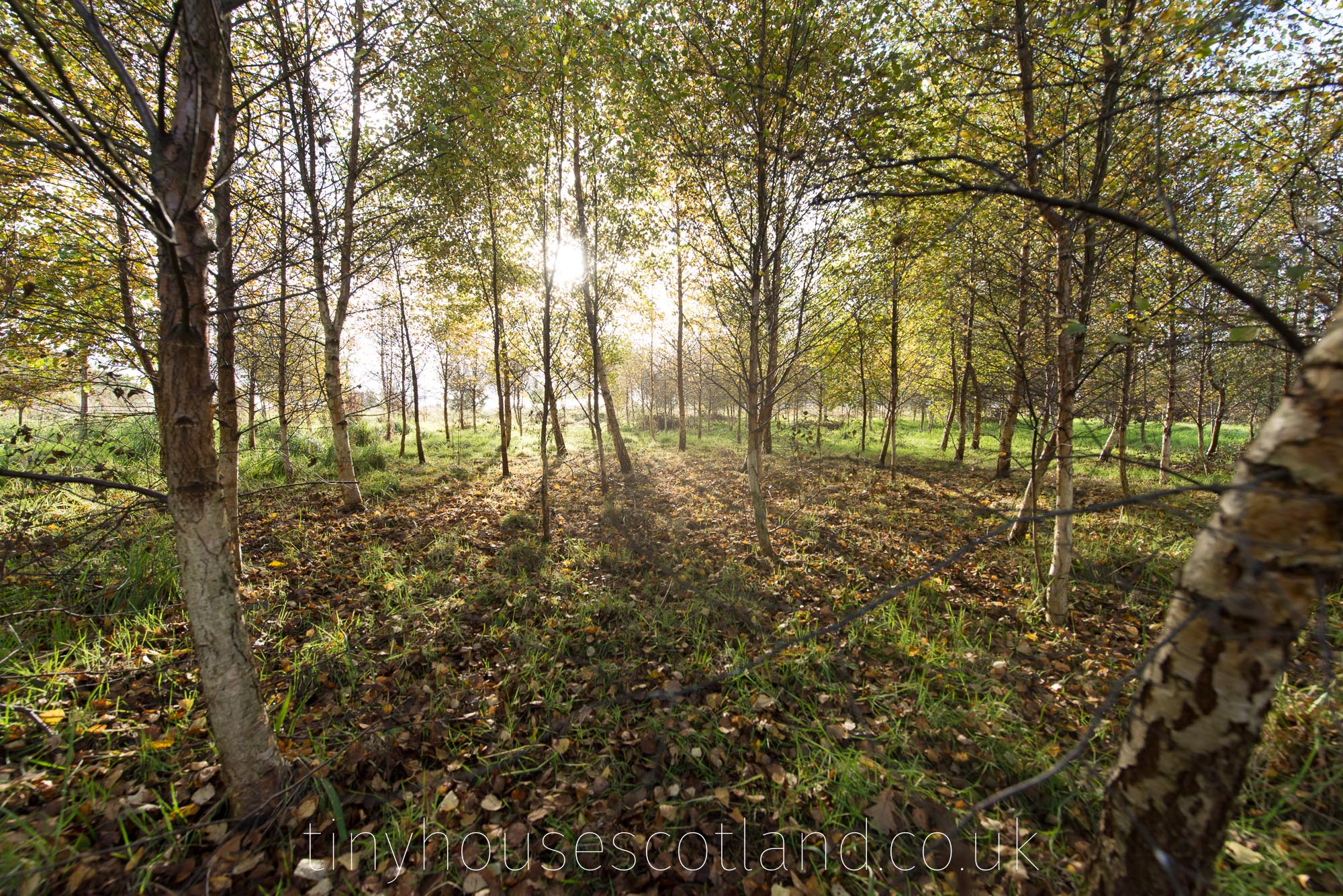 The Birch wood at Shanrgi La Farm 2017
